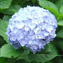 Hydrangea, Altona